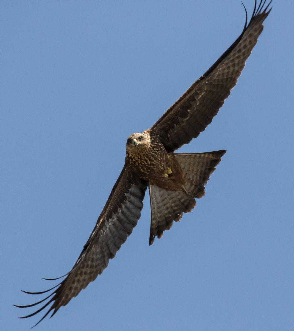 Nibbio bruno (Milvus migrans), giovane